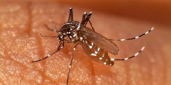 Moustique porteur de malaria